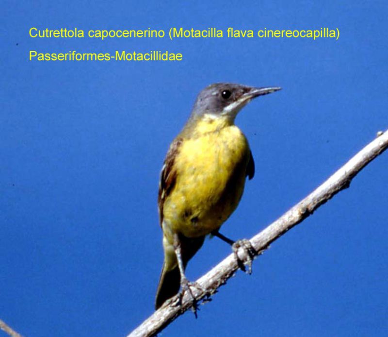Cutrettola capocenerino ? (57)